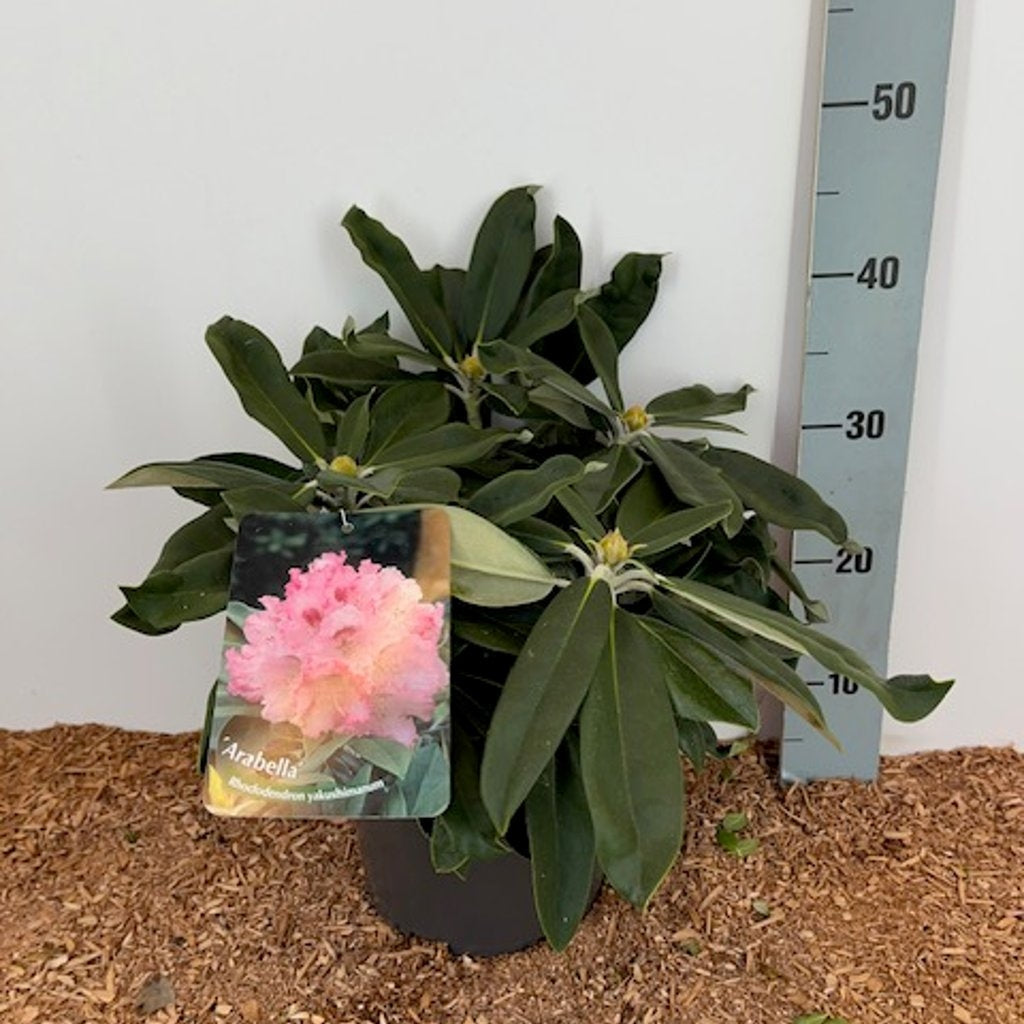 Rhododendron – Rhododendron (Y); 'Arabella' - C5 25-30 CM
